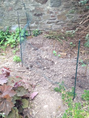 Des poules en liberté au jardin