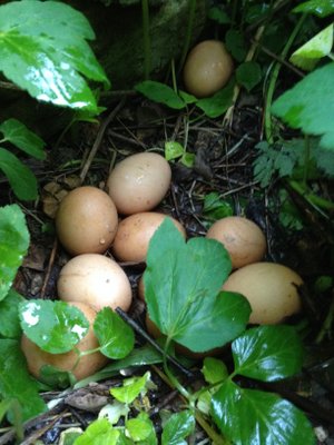 Des poules en liberté au jardin