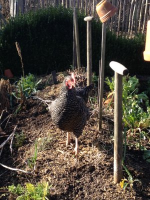 Des poules en liberté au jardin