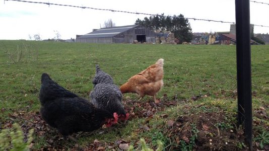 Des poules en liberté au jardin