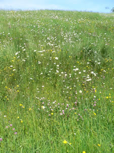 Prairie fleurie