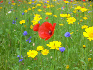Prairie fleurie