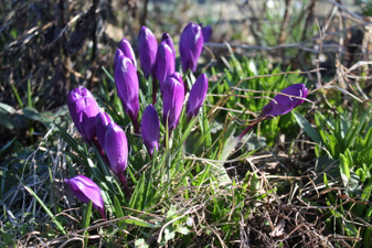 Début du printemps