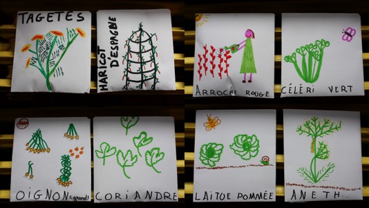 Sachets de graines récoltées au jardin