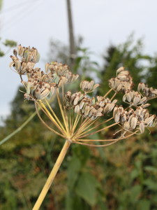Graines récoltées au jardin