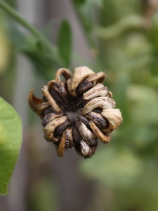 Graines récoltées au jardin