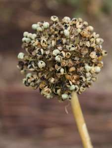 Graines récoltées au jardin