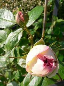 Rosier Pierre de Ronsard en boutons