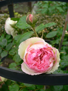 Rosier Pierre de Ronsard en boutons