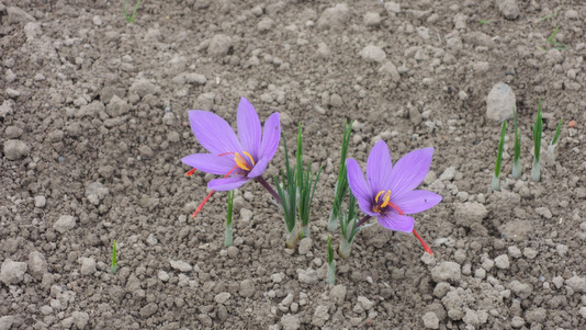 Safran en fleur