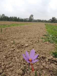 Culture de safran