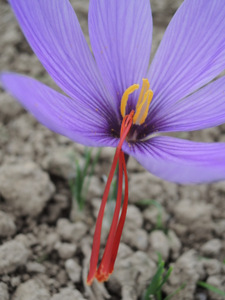 Fleur de crocus à safran