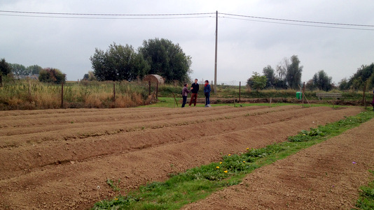 Culture de safran sur butte