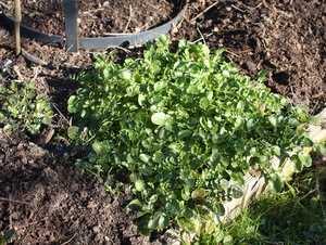 Salade de mars