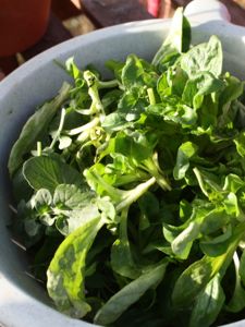 Salade de décembre