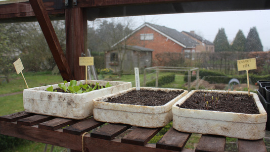 Semis de printemps dans des boites en frigolithe
