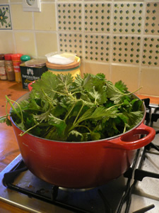 Soupe aux orties