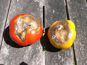 Tâches sur nos tomates
