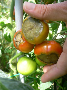 Tâches sur nos tomates