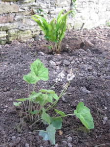 Tiarella et langue de cerf