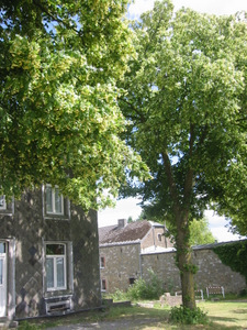 Tilleul en fleurs