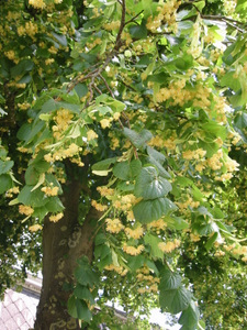 Tilleul en fleurs