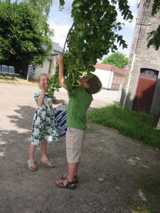 Cueillette de fleurs de tilleul