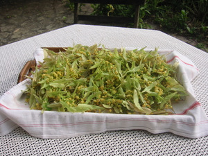 Récolte de fleurs de tilleul