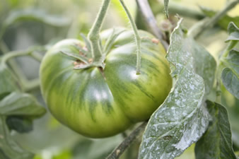 Tomate Green pinapple