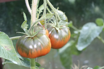 Tomate noire russe