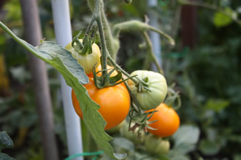 Tomate orange queen