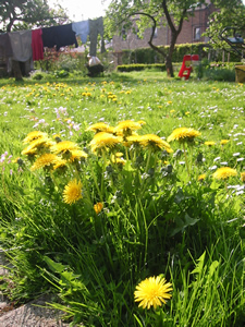 Tonte de la pelouse au printemps