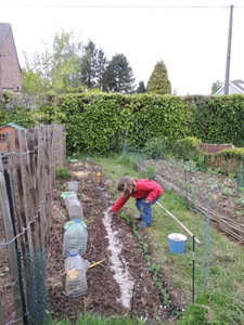 Semis de carottes dans la permaculture