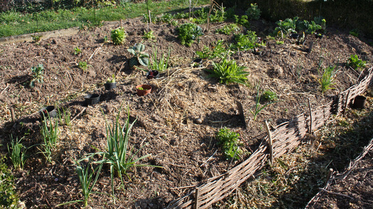 Repiquages en permaculture