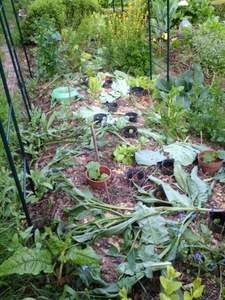 Paillage du potager