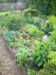 Paillage du potager