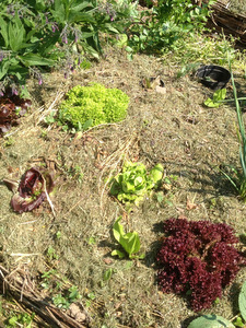 Mulching permaculture