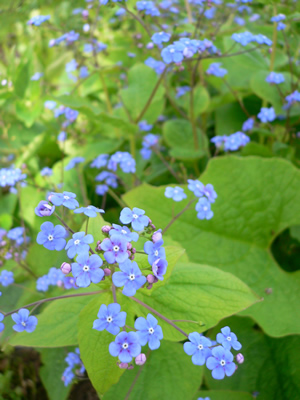 Brunnera