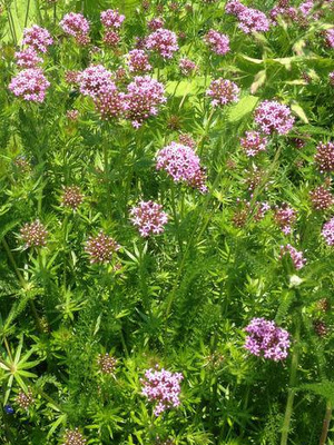 Crucianella stylosa