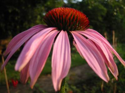 Echinacea Purpurea