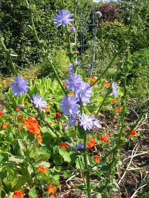 Fleur de chicorée