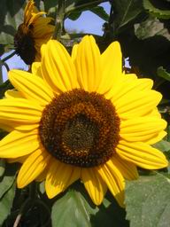 Tournesol