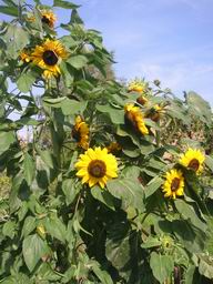 Tournesol