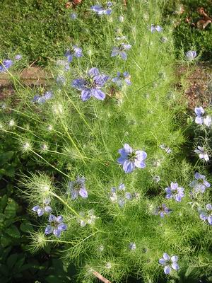 Nigelle de Damas bleue