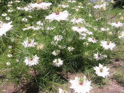 Nigelle de Damas