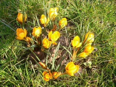 Crocus