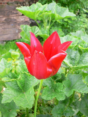 Tulipe