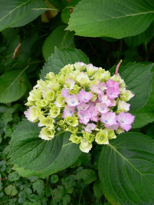 Hydrangea