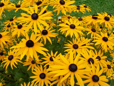 Rudbeckias