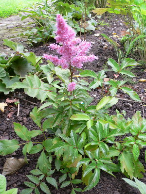 Astilbe